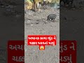 અચાનક કાળા ભુંડ ને ચક્કર આવતાં પડ્યું 😱 trending viral reels funny