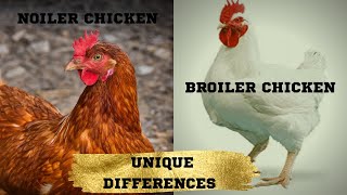 Differences between Broiler and Noiler Chicken