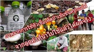 หลังจากใช้หัวเชื้อเห็ดป่าเข้มข้นครูกอล์ฟแล้วเป็นยังไงมาดูกันตามภาพ