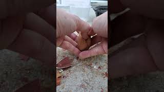 How to open a raw Bunya-Bunya nut