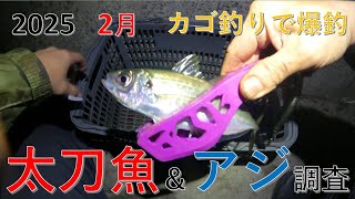 【 太刀魚＆アジ調査！】　アジが爆釣もサイズダウン！たかちゃん釣りに行く！