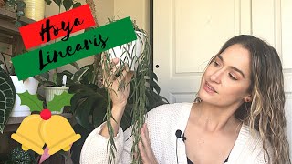 Hoya Linearis | Happy Hoya-days: Day 7 | Vlogmas 2020