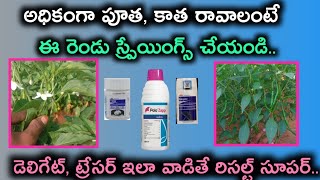 ఈ రెండు స్ప్రేయింగ్స్ || మిరప తోటలో అధికంగా పూత, కాత రావాలంటే || ఈ తప్పు అస్సలు చేయకండి