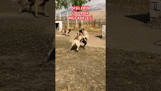 İKİ LİDER DİŞİNİN KARŞILAŞMASI #REYNA #ZİNDAN #anadoluaslanı #kangal #