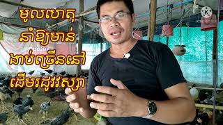 កសិកម្មមាន់: ៣វិធីបង្កាមាន់កុំឱ្យឈឺ ងាប់ច្រើន នៅដើមរដូវវស្សា 015619075 /012837619/0886739007