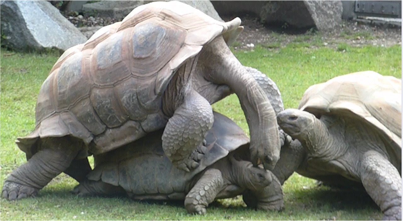 Giant Turtles Making Love - Mating Ritual Of The Giant Turtle At The ...