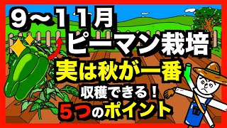 【ピーマン】実は秋が本番!! ９〜11月の収穫量を引き上げる栽培テクニック【アニメでわかる家庭菜園解説】