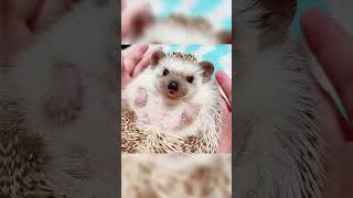 🍎🦔 ハリネズミもマッサージ大好き #hedgehog #ハリネズミ #癒し #shorts