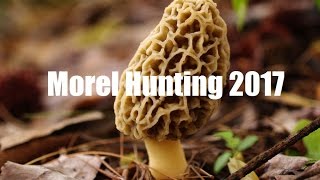 2017 Morel mushroom hunting