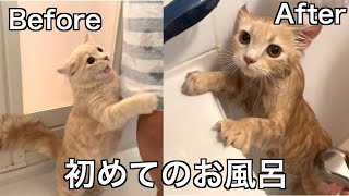 【大波乱】初めて入るお風呂で猫が大絶叫！【スコティッシュフォールド】