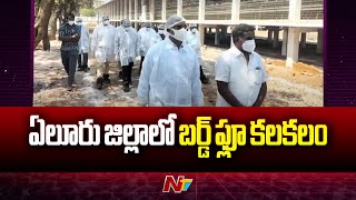 ఏలూరు జిల్లాలో బర్డ్ ఫ్లూ కలకలం.. | Eluru district | Bird Flu | Ntv