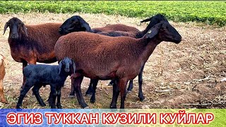 КУЗИЛИ КУЙЛАР ЧИКДИ ВА АРЗОНРОК БУГОЗ КУЙ СУРАГАНЛАРГА  #сурхондарёхисорикуйлари