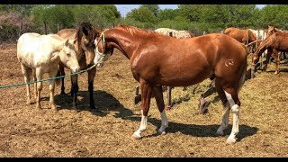 RANCHOLAROSA. SEMENTAL LITTLE GUNERINDIAN DE GUNNERS INDIAN#CUARTODEMILLA