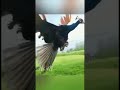 amazing peacock flying video peacock flying and dancing