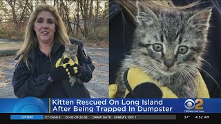 Woman Adopts Kitten Found In Dumpster