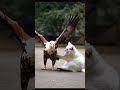 Eagle Captured While Hunting a Cat. 🔥 😱👍