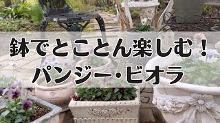 《パンビオ祭り第２弾 》鉢植えでとことん楽しむ！素敵な鉢に植え付けよう！至極のビオラ新品種ヌーヴェルヴァーグ・ラピスラズリ等、アクアレール、クレールドゥリュンヌ、ローブドゥアントワネット等