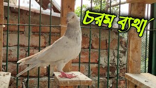 কবুতরের আঘাত লাগলে কি করবেন?