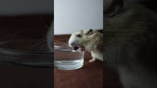 第一次見倉鼠這樣喝水 This is the first time I've seen a hamster drink water like this