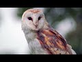 Top 10 Facts About Owls