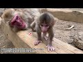 【高尾山さる園】好奇心旺盛なトップくん baby top【snow monkey】