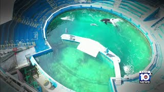 New report indicates health of Lolita the orca is improving