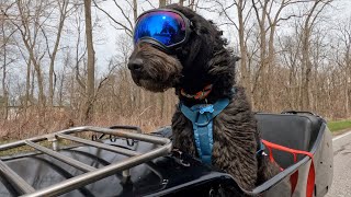 Motorcycle Sidecar Dog Training Turns Into Hank's Fun Day!