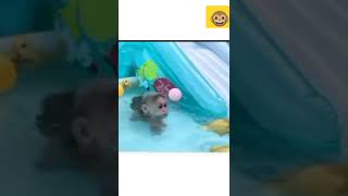 BiBi monkey and ducklings swim in the pool so funny #shorts