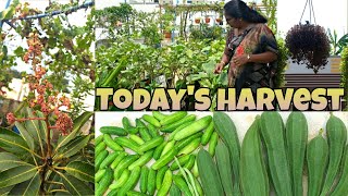 ఇవాళ మన మిద్దె తోటలో చేసిన చిన్న హార్వెస్ట్|| Small harvest in our terrace garden||