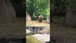 クロサイ親子、散歩中😊black rhinoceros walking 🐻