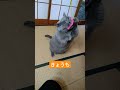 ねこは今日も働きません shorts ねこ cat 保護猫 ブリティッシュショートヘア 猫のいる暮らし 猫好きさんと繋がりたい cute