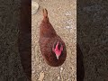 Chickens see the  first snow  #farming #chicken #shorts