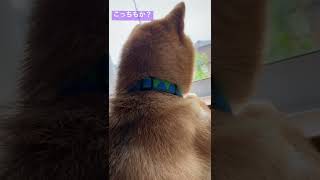 番犬してくれたのに突然辞めちゃう柴犬が可愛い♡#shorts