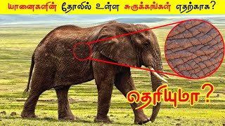 யானைகளின் தோலில் உள்ள சுருக்கங்கள் எதற்காக தெரியுமா ? _ Knowledge Facts Tamil #shorts