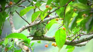 2022 10 23 白耳畫眉 紅嘴黑鵯 五色鳥 @南澳