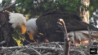 Unique Clip - Eagle Family and Hawk in same Nest (Sidney BC)