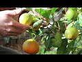 underground walapini greenhouse winter tour at the manti homestead