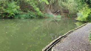 Little Dawley Pools, Telford with Sally dog 7.10.21