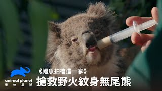 澳洲袋鼠島野火浩劫，無尾熊人間煉獄｜動物星球頻道