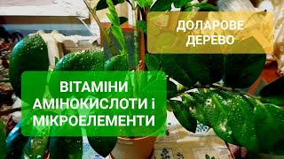 ВІТАМІНИ і АМІНОКИСЛОТИ ДЛЯ ЗАМІОКУЛЬКАСА///КОМПЛЕКСНА ПІДКОРМКА ДОЛАРОВОГО ДЕРЕВА @МояДачаСадГород