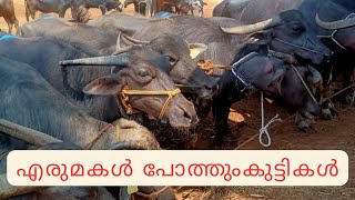 മഞ്ചേരി ചന്തയിലെ കന്നു കാലികൾ #cow price#buffalow price#oxprice #manjeri#malappuram