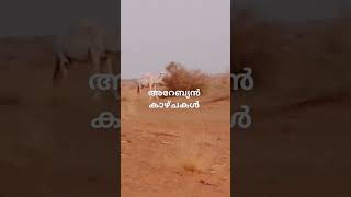 മരുഭൂമിയിലെ രാജാവ്