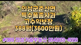 #369 의성가음부동산 언덕위 전망좋은 햇살가득 사과밭6년생 고수익품종 388평 3600만 (당 9.3만원) 전기가능 신품종사과 시나노골드 #의성땅#귀농귀촌#주말농장