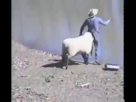 Sheep Hits Man On His Butt Must Watch Funny Video Youtube