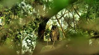 Long-eared owl, 長耳鴞