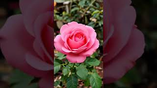 Rose good 👍😊😊#rose #video #flowertypes #flowers #flowernames #love #flowerrose #trending #song