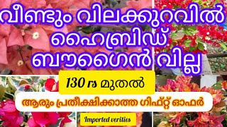 വിലക്കുറവിൽ വീണ്ടും ഹൈബ്രിഡ് ബൗഗൈൻവില്ല 9947117792