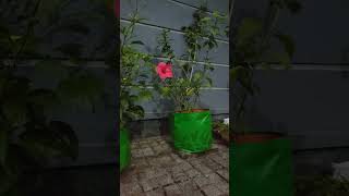 Flower hibiscus bloom timelapse