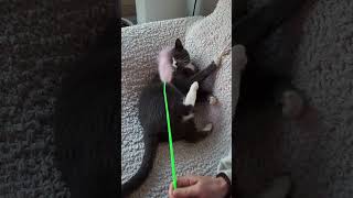 고양이 기르는 사람들이 소파커버를 씌워야 하는 이유#shorts  #cats #cat