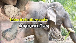 พลายแสนไพร ช้างลากไม้ เตรียมเดินทางไปศูนย์อนุรักษ์ช้างไทย จ.ลำปาง 2 เมษายนนี้ค่ะ